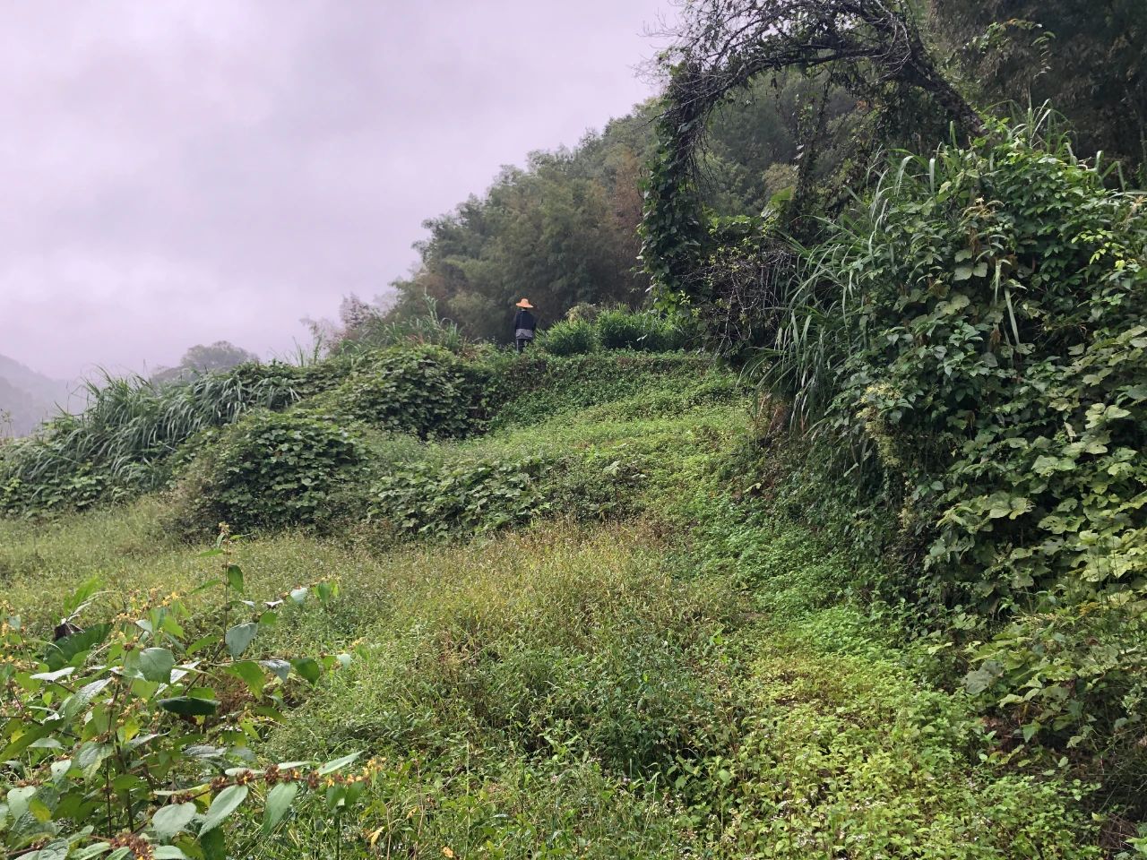 优德88规划 | 我司地皮整治项目二次荣登央视，荒地变良田，智绘好丰景